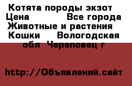 Котята породы экзот › Цена ­ 7 000 - Все города Животные и растения » Кошки   . Вологодская обл.,Череповец г.